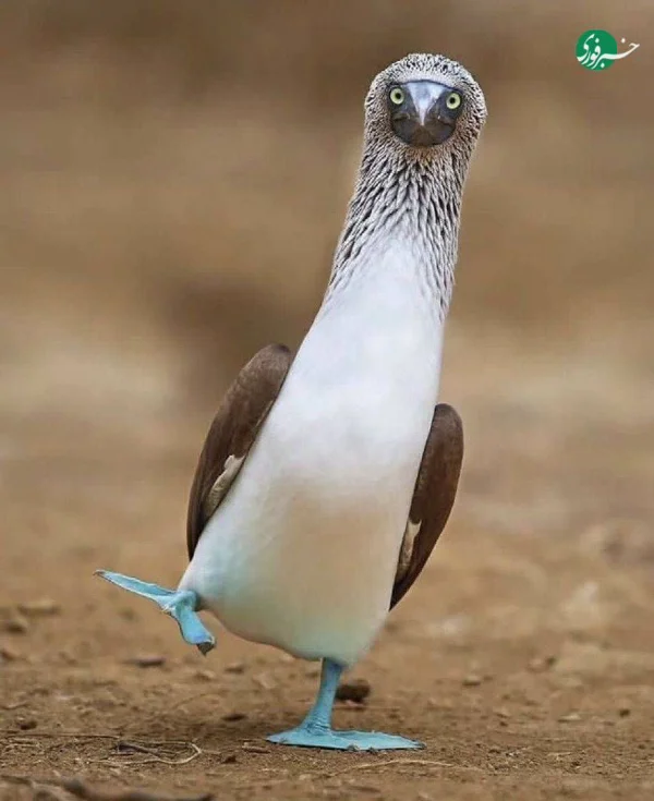 کاربر