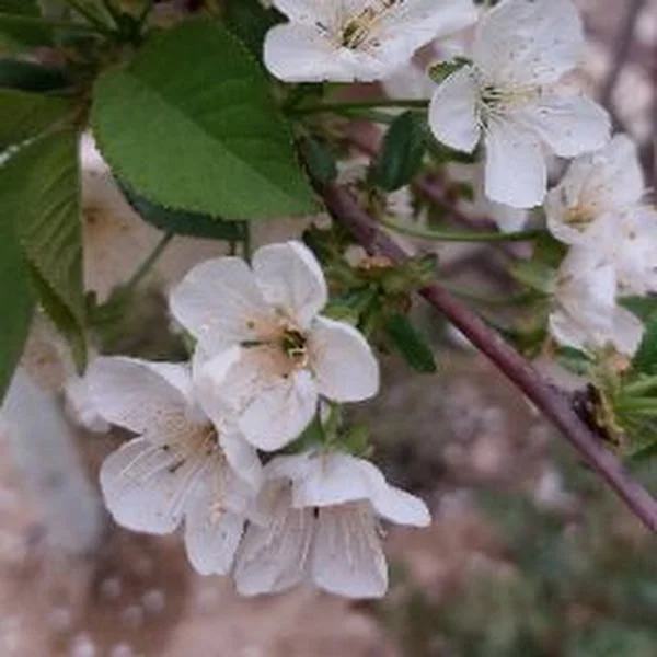 کاربر