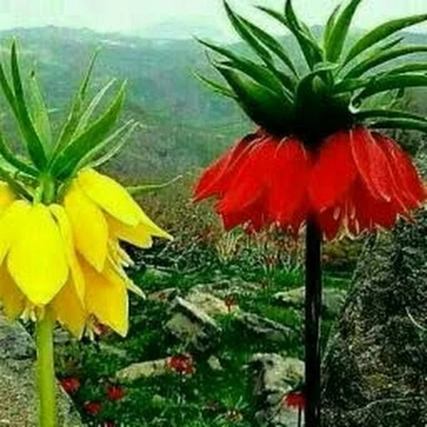 کاربر