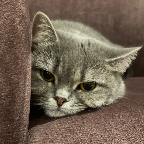 کاربر