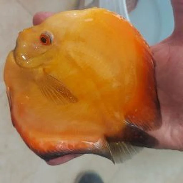 کاربر