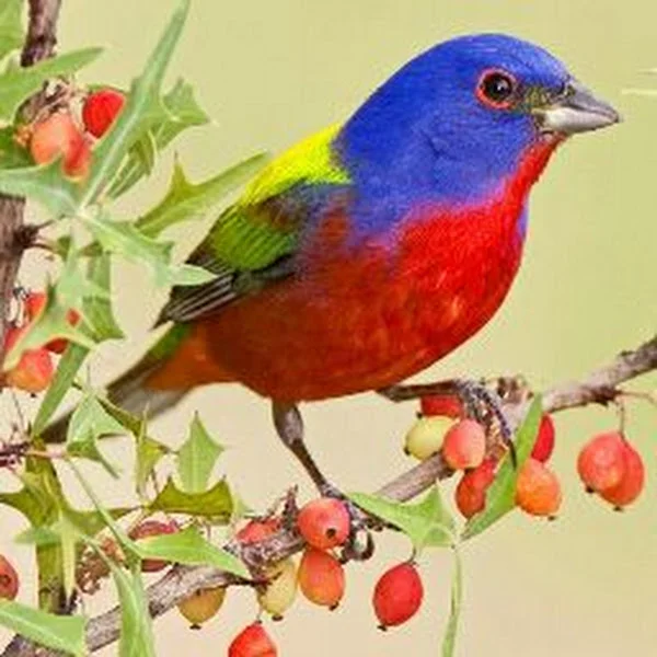 کاربر