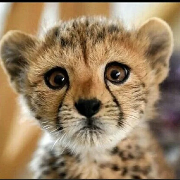 کاربر