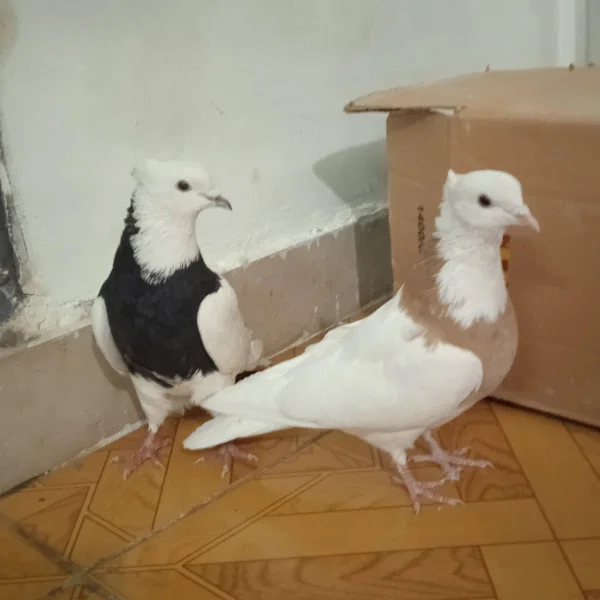 کاربر