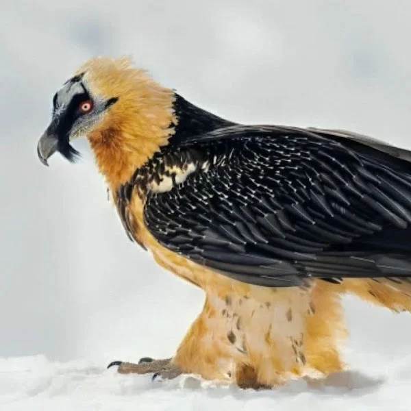 کاربر
