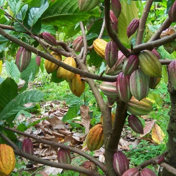 کاربر