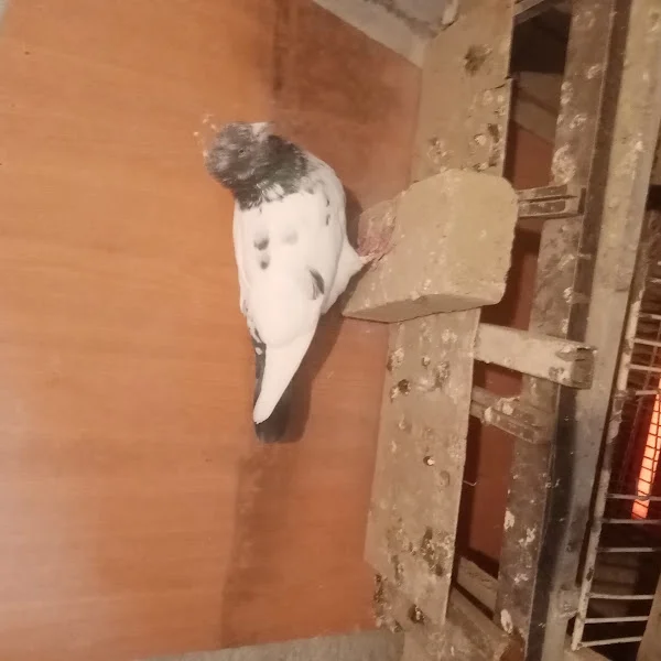 کاربر