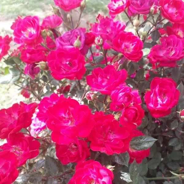 کاربر