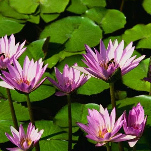 کاربر