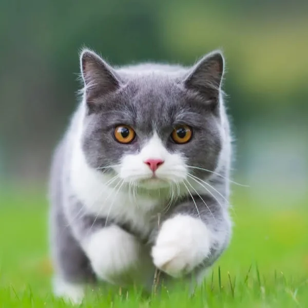 کاربر