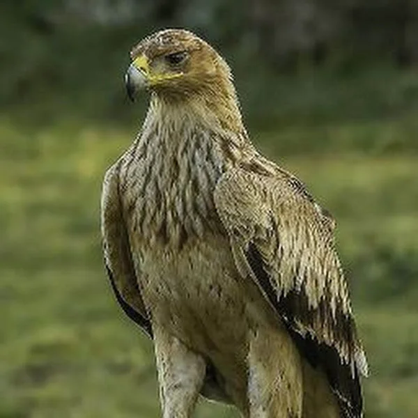 کاربر