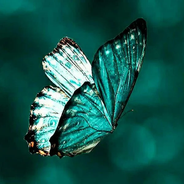 کاربر
