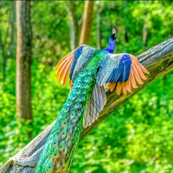 کاربر