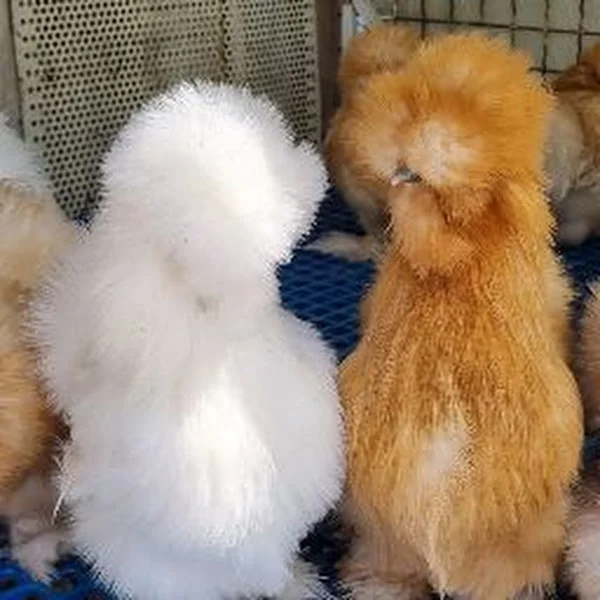 کاربر