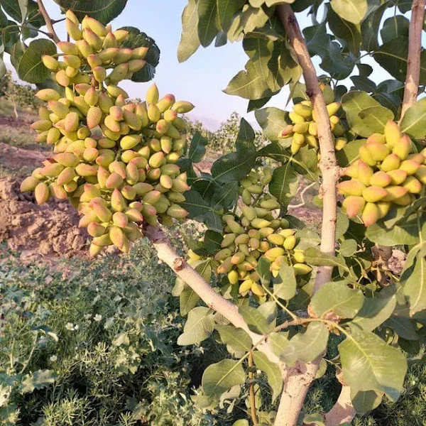 کاربر