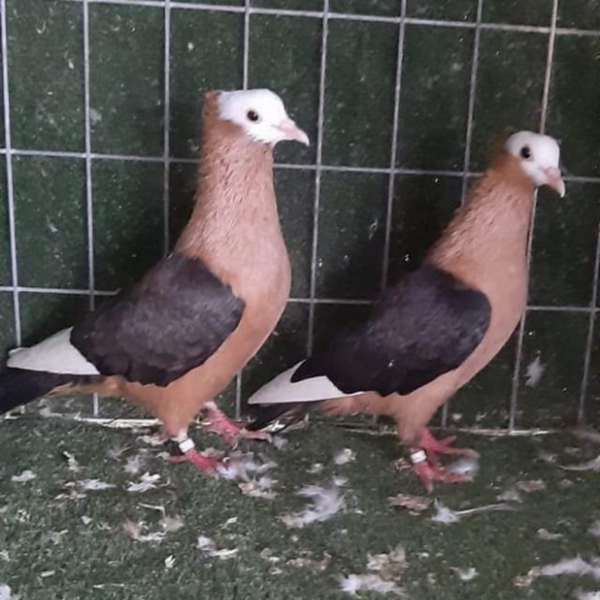 کاربر