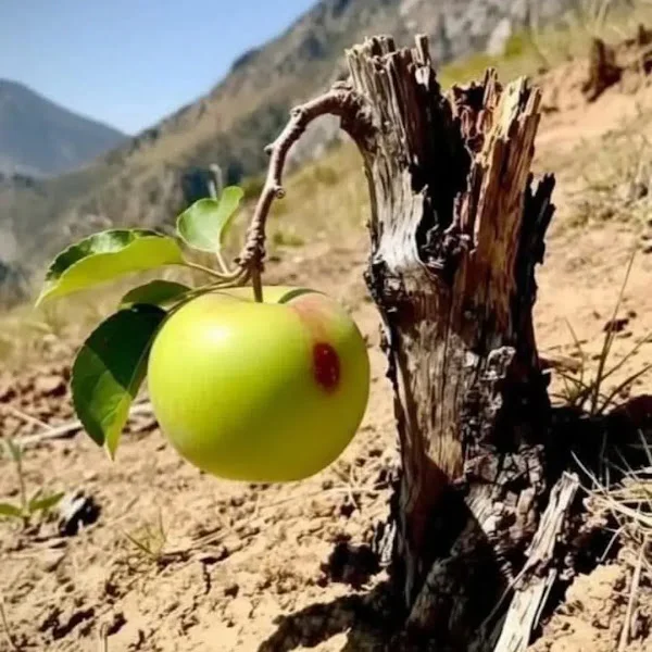 کاربر