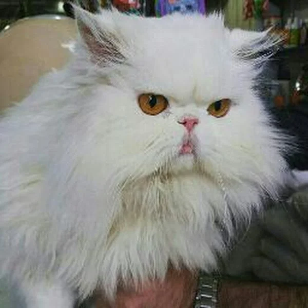 کاربر