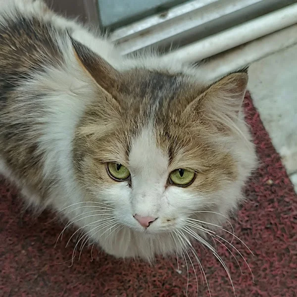 کاربر