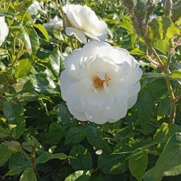 کاربر