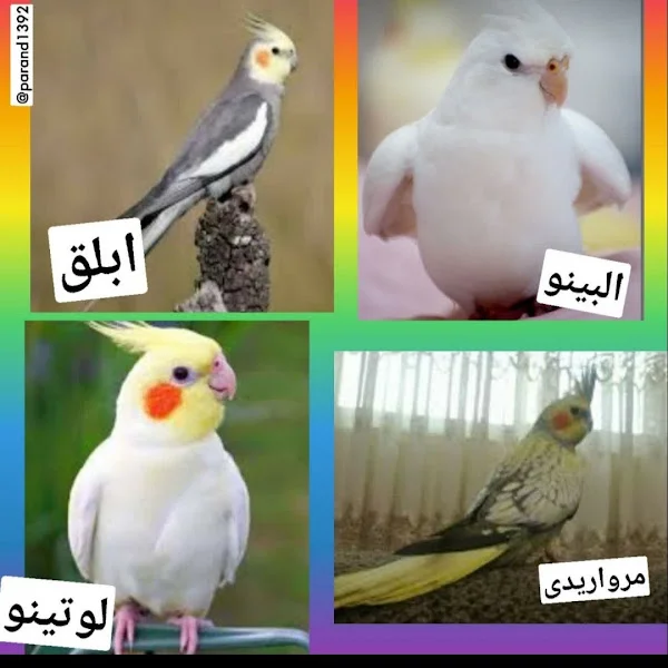 کاربر