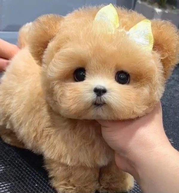 کاربر