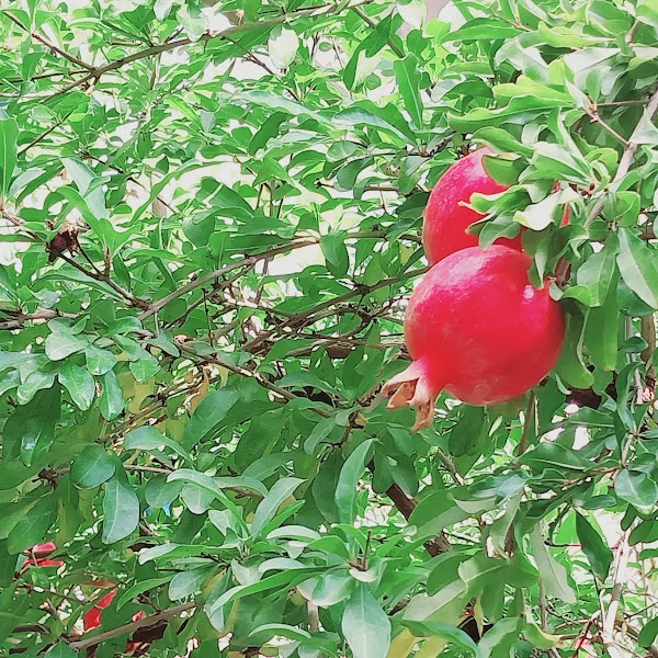 کاربر