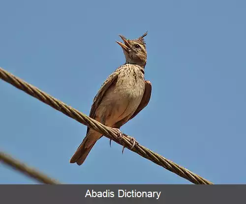 عکس چکاوک مالابار