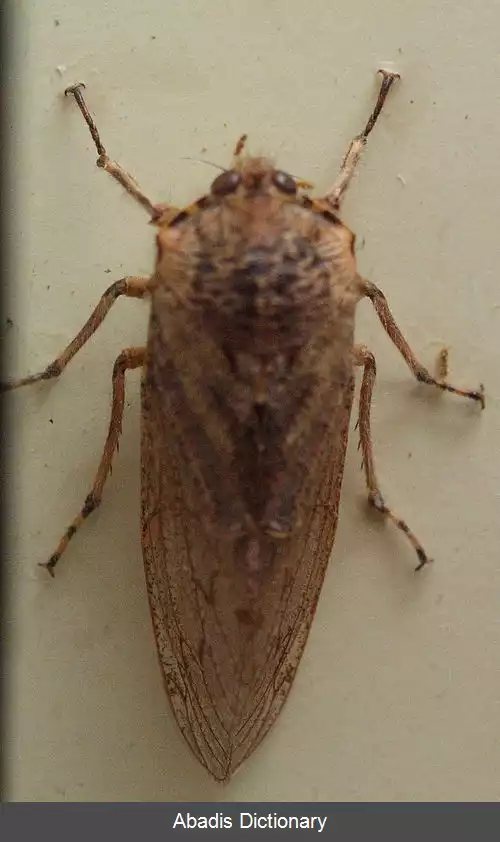 عکس زنجره های پرمو