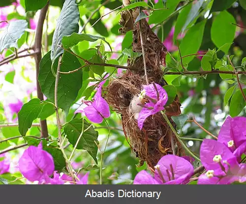 عکس خوش نوای گلوسفید
