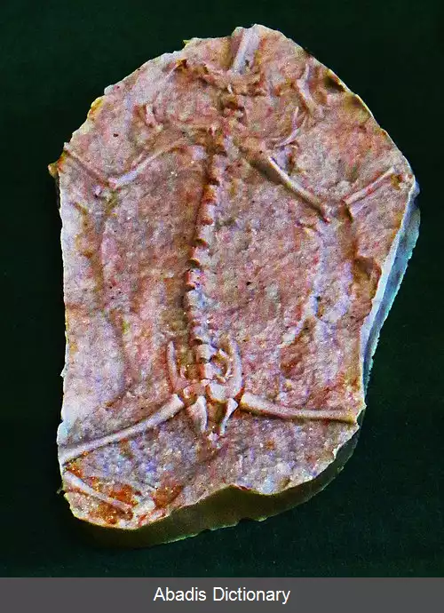 عکس غوک های سه گانه