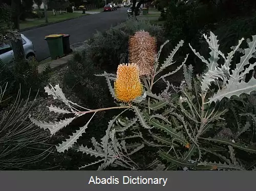 عکس بانکسیا شمالی