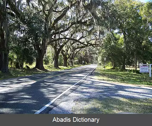 عکس فلورال سیتی فلوریدا