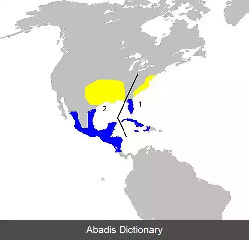 عکس زردپره رنگین