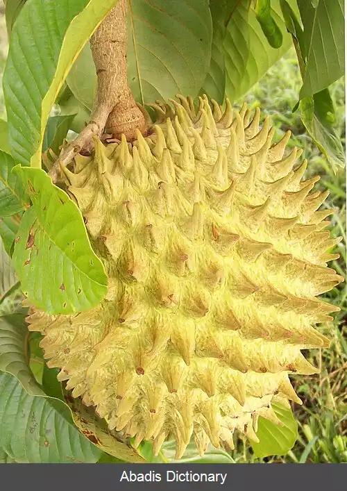 عکس بیریبا
