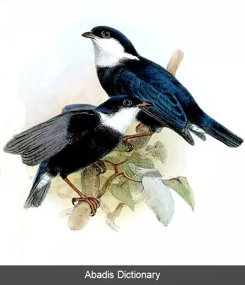 عکس رنگینک چانه سفید