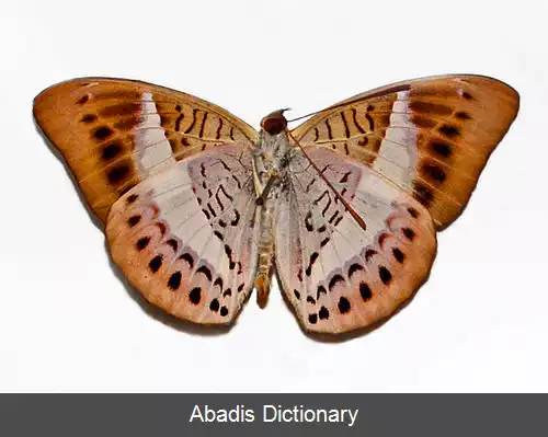عکس سالار مخملی
