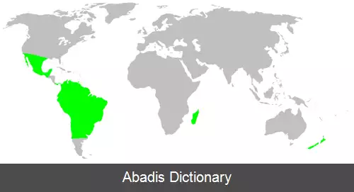 عکس عنکبوت های عنابی