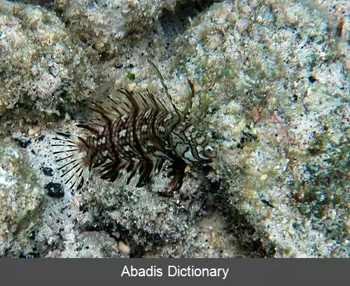 عکس استتار زیر آب