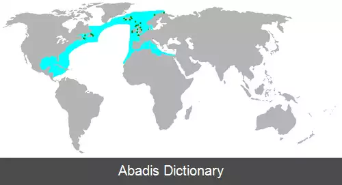عکس سفیدغاز شمالی