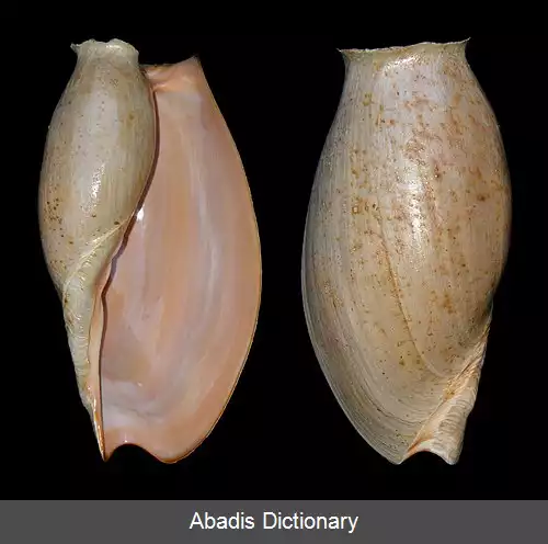 عکس زورقک ها