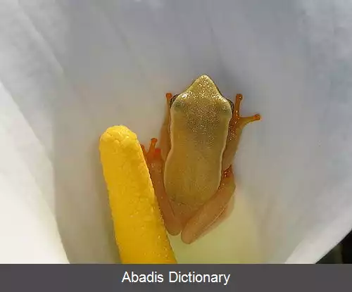 عکس قورباغه زنبق شیپوری