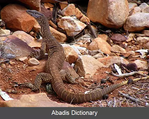 عکس بزمجه شنی