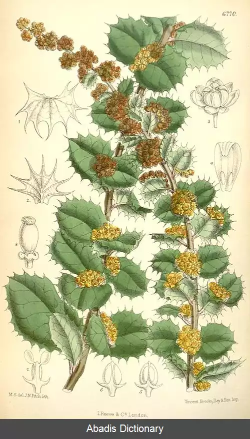 عکس زرشک شیلی