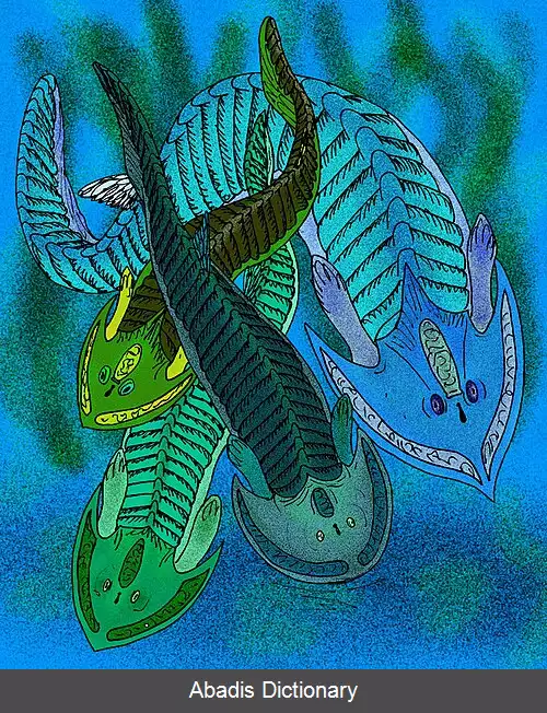 عکس استخوانی زرهان