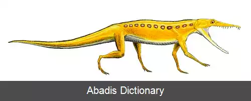 عکس چانارسوکوس