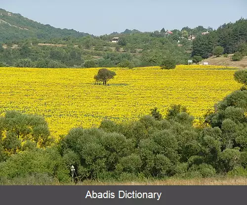 عکس ولادیسلاوسی