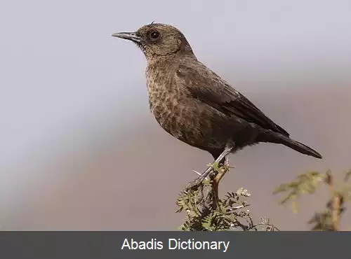عکس چک مورچه خوار