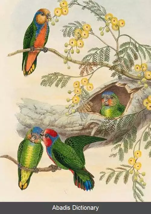 عکس طوطی کوتوله سینه سرخ