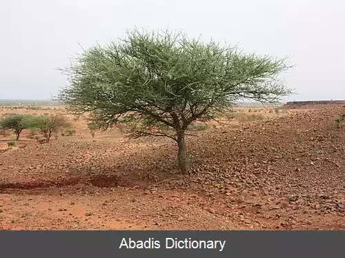 عکس سنگالیا لائتا